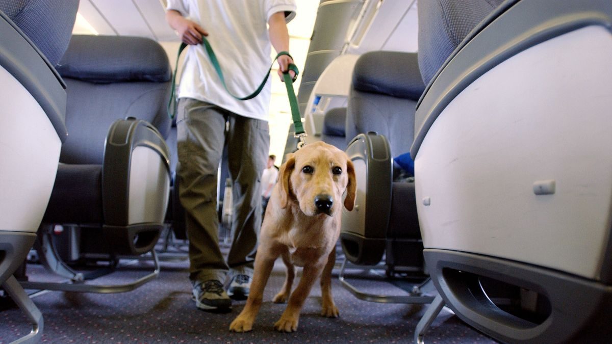 Delta Airline Bans Puppies and Kittens