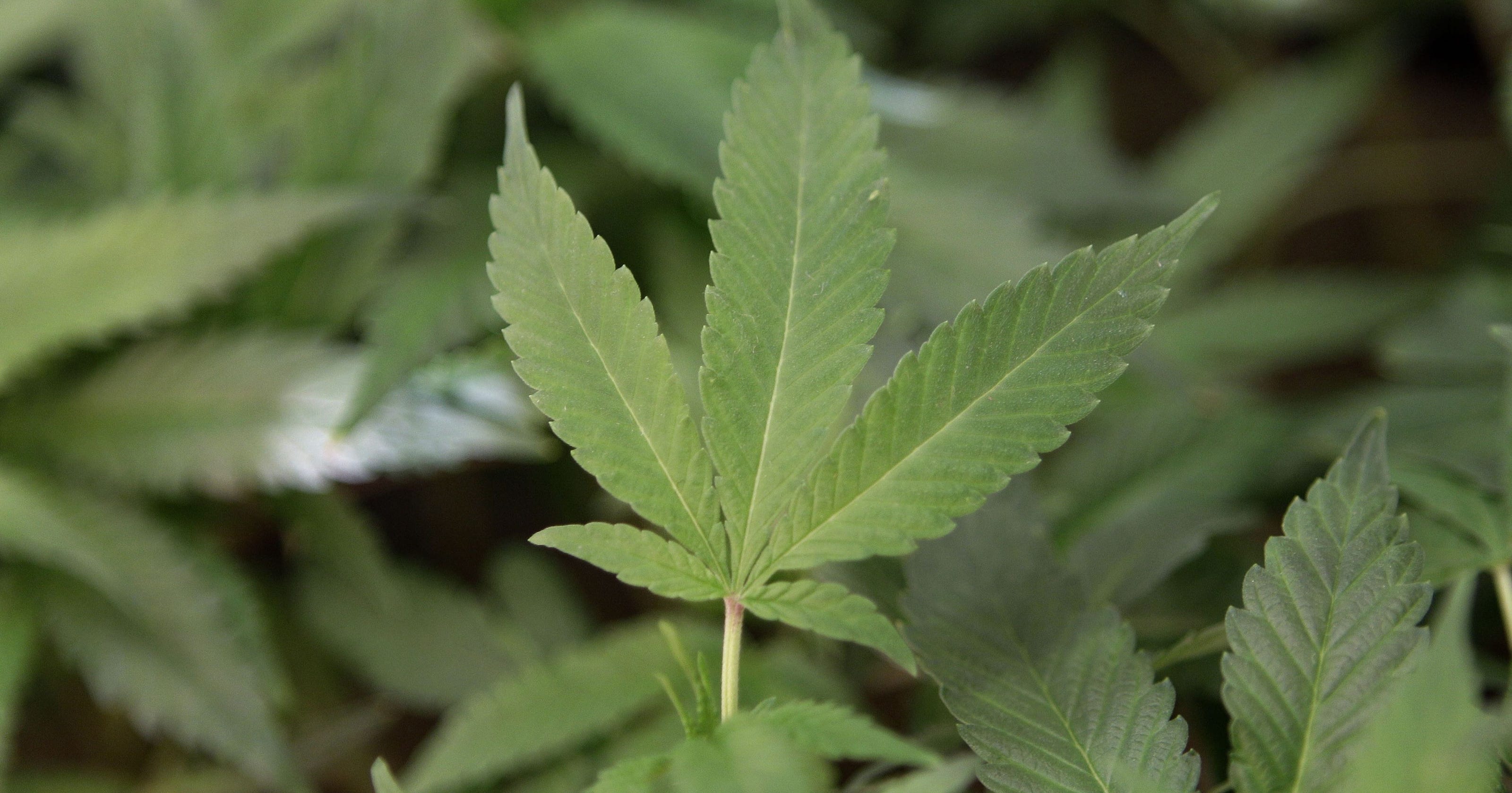 Michigan Residents Can Start Purchasing Recreational Marijuana As Early As December 1